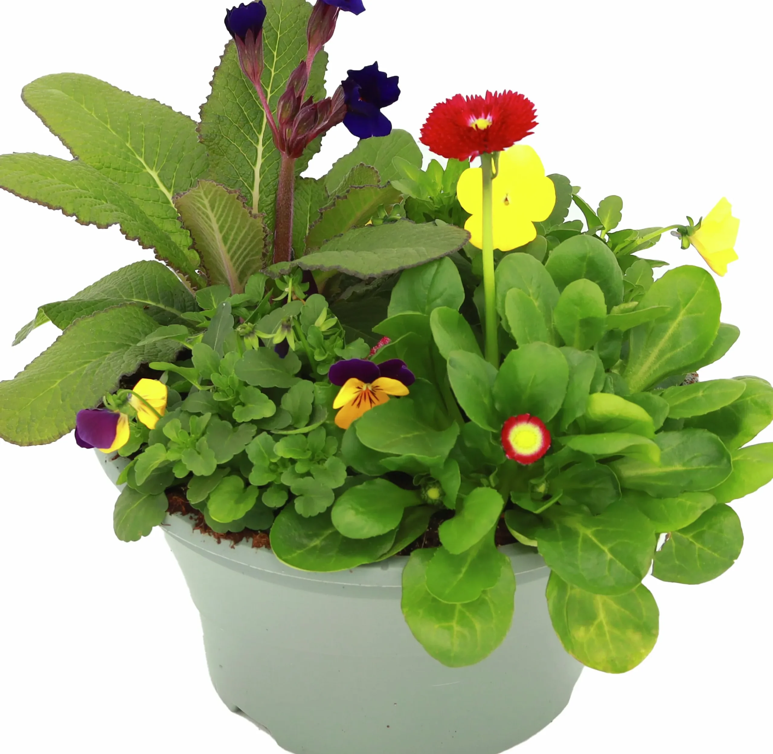 Arrangemang Vårväxter "Spring Break" 23cm