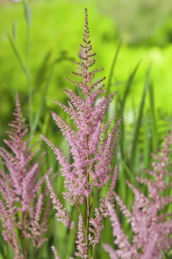 Astilbe 'Arendsii Erika'