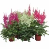 Astilbe lat. Astilbe Arendsii Mix