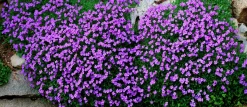 Aubrieta 'Blaumeise'