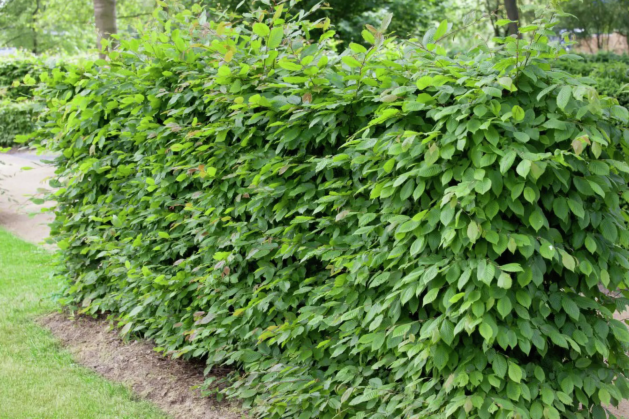 Avenbok Goliath 125-150cm Barrotad