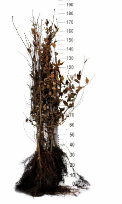 Avenbok Goliath 125-150cm Barrotad