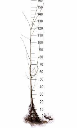 Avenbok Goliath 125-150cm Barrotad