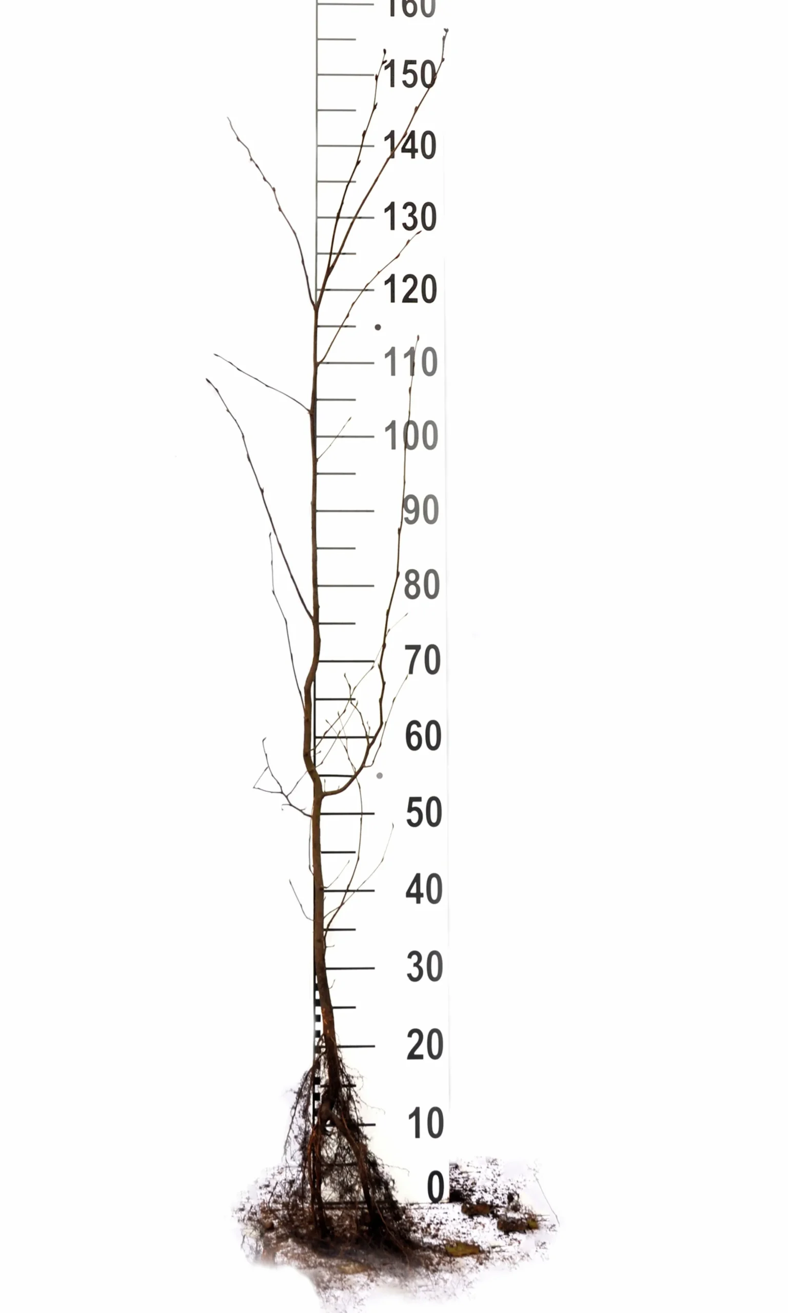 Avenbok Goliath 125-150cm Barrotad