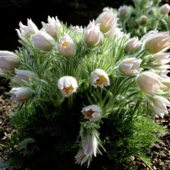Backsippa 'Alba'