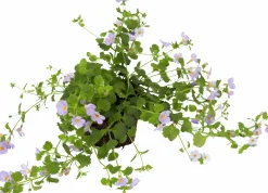Bacopa / Snöflinga lat. Chaenostoma cordatum