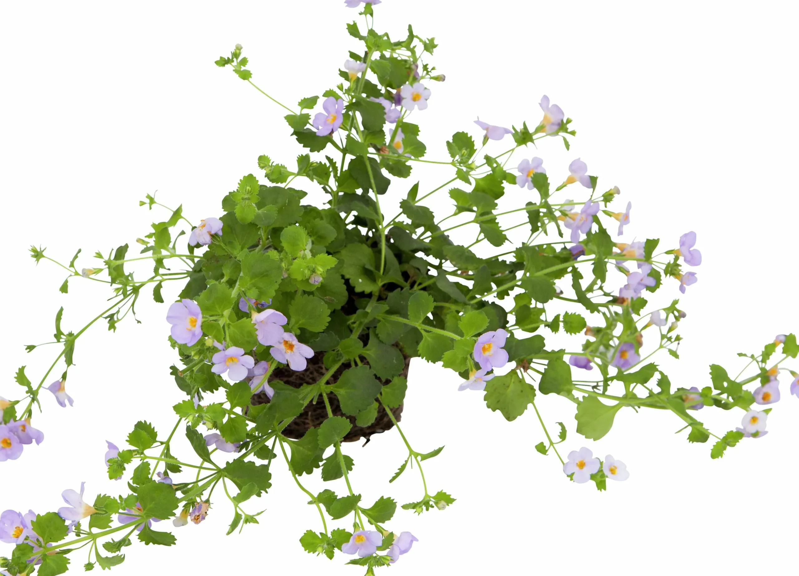 Bacopa / Snöflinga lat. Chaenostoma cordatum