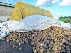 Baltäckningsduk Velitex Subtex gul 15,6x25m