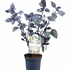 Basilika Blomster Belmona