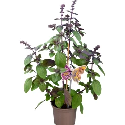 Basilika lat. Ocimum basilicum 'Magic Mountain'