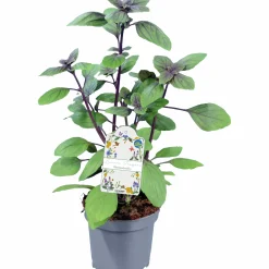 Basilika lat. Ocimum basilicum 'Magic Mountain'