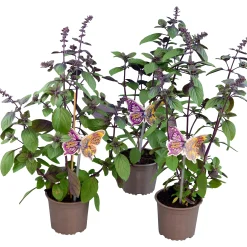 Basilika lat. Ocimum basilicum 'Magic Mountain'