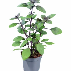 Basilika lat. Ocimum basilicum 'Magic Mountain'