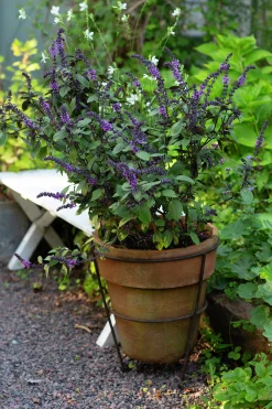 Basilika lat. Ocimum basilicum 'Magic Mountain'