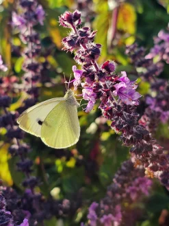 Basilika lat. Ocimum basilicum 'Magic Mountain'