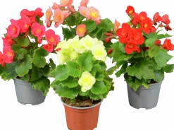 Begonia Belove i 12cm kruka