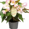 Begonia Florencio Appleblossom 12cm