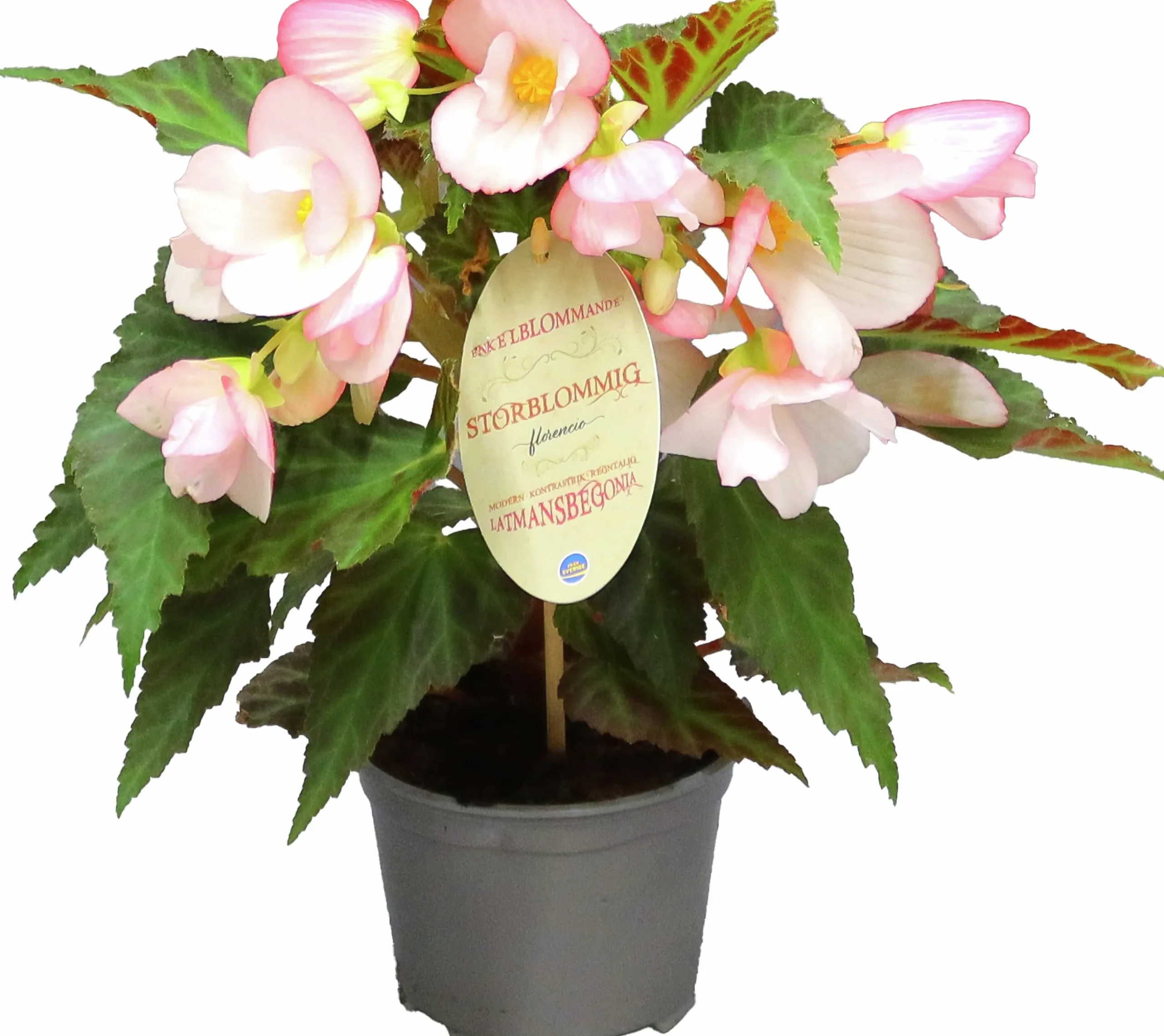 Begonia Florencio Appleblossom 12cm