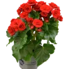 Begonia lat. Begonia x hiemalis 'Baladin' Röd