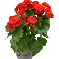 Begonia lat. Begonia x hiemalis 'Baladin' Röd