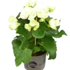 Begonia lat. Begonia x hiemalis Vit
