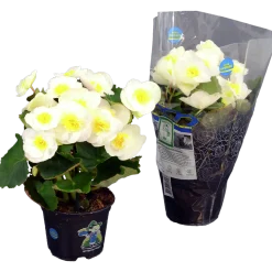Begonia lat. Begonia x hiemalis Vit
