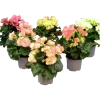 Begonia lat. Begonia x hiemalis Big Flower Serien