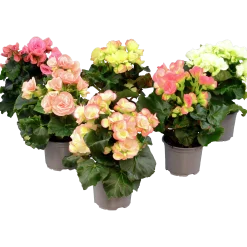 Begonia lat. Begonia x hiemalis Big Flower Serien