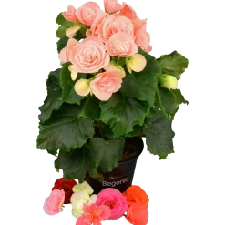 Begonia lat. Begonia x hiemalis Big Flower Serien