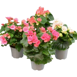 Begonia lat. Begonia x hiemalis Big Flower Serien