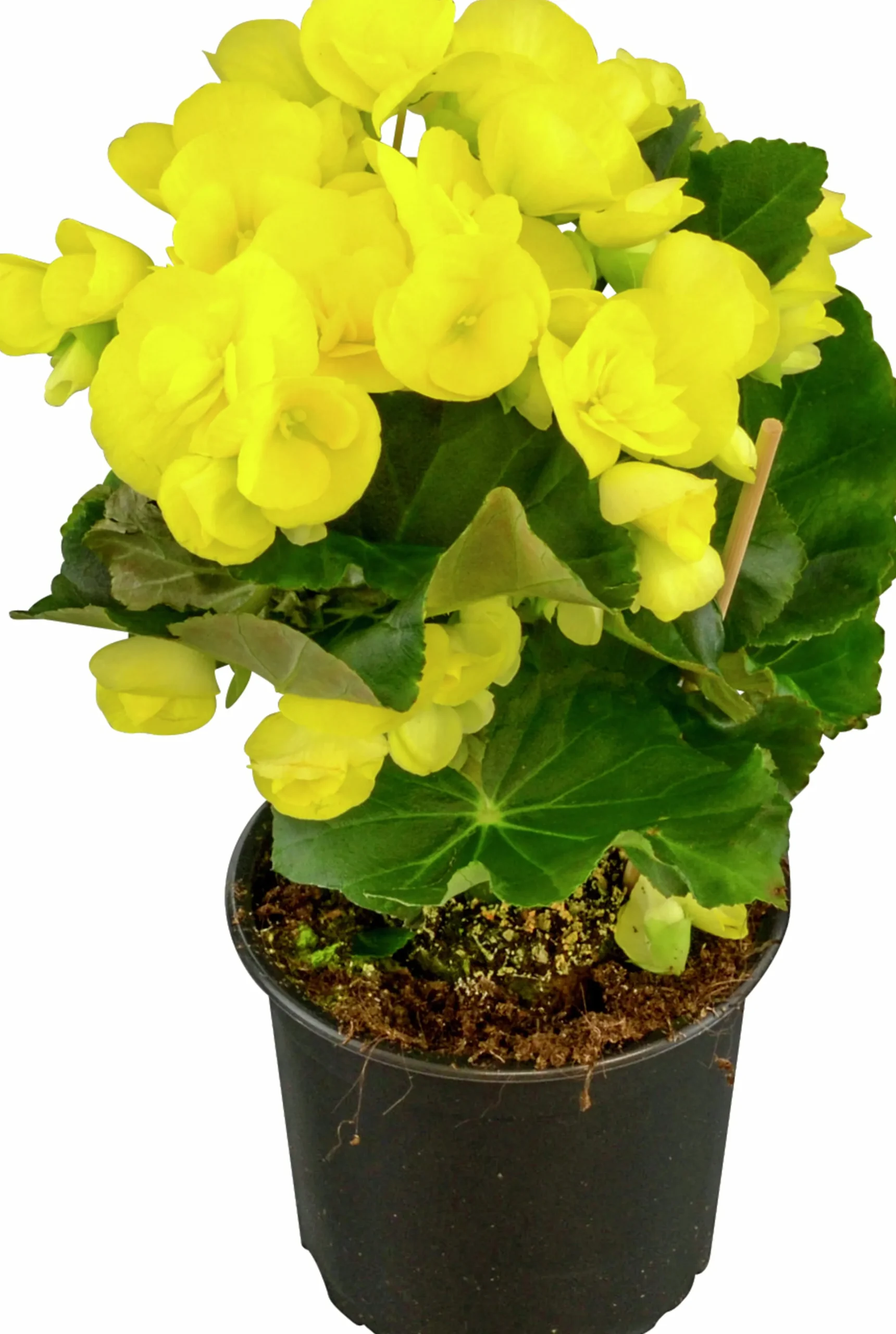 Begonia lat. Begonia x hiemalis Gul