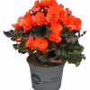 Begonia Mocca 12cm
