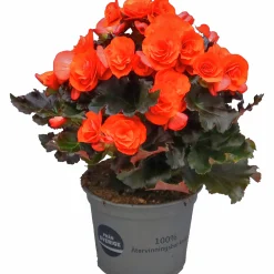 Begonia Mocca 12cm