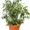 Benjaminfikus lat. Ficus benjamina 'Danielle'