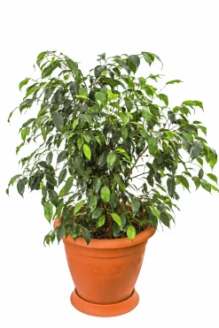 Benjaminfikus lat. Ficus benjamina 'Danielle'