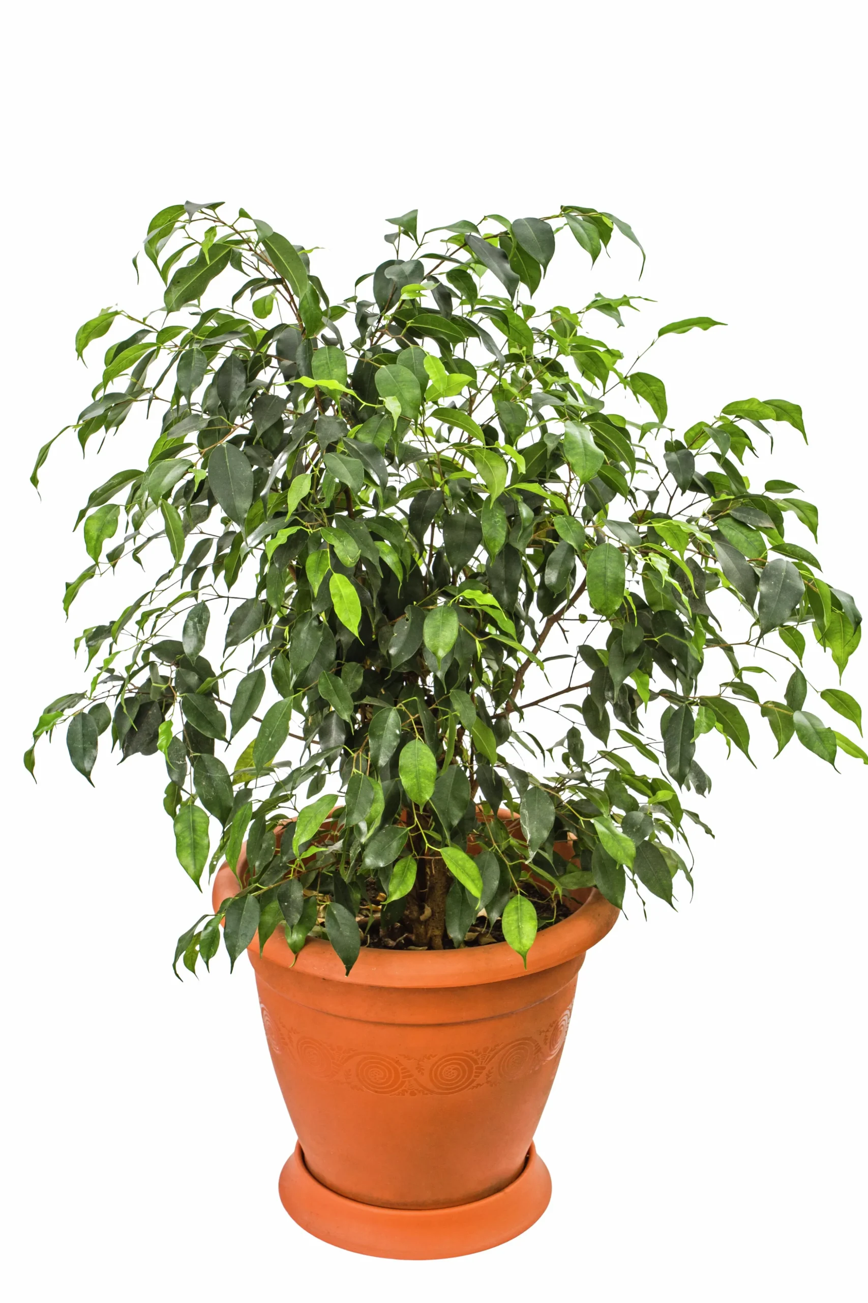 Benjaminfikus lat. Ficus benjamina 'Danielle'