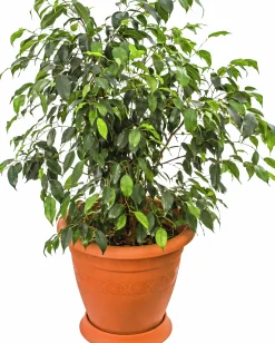 Benjaminfikus lat. Ficus benjamina 'Danielle'