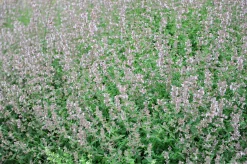 Bergnepeta' Amelia'