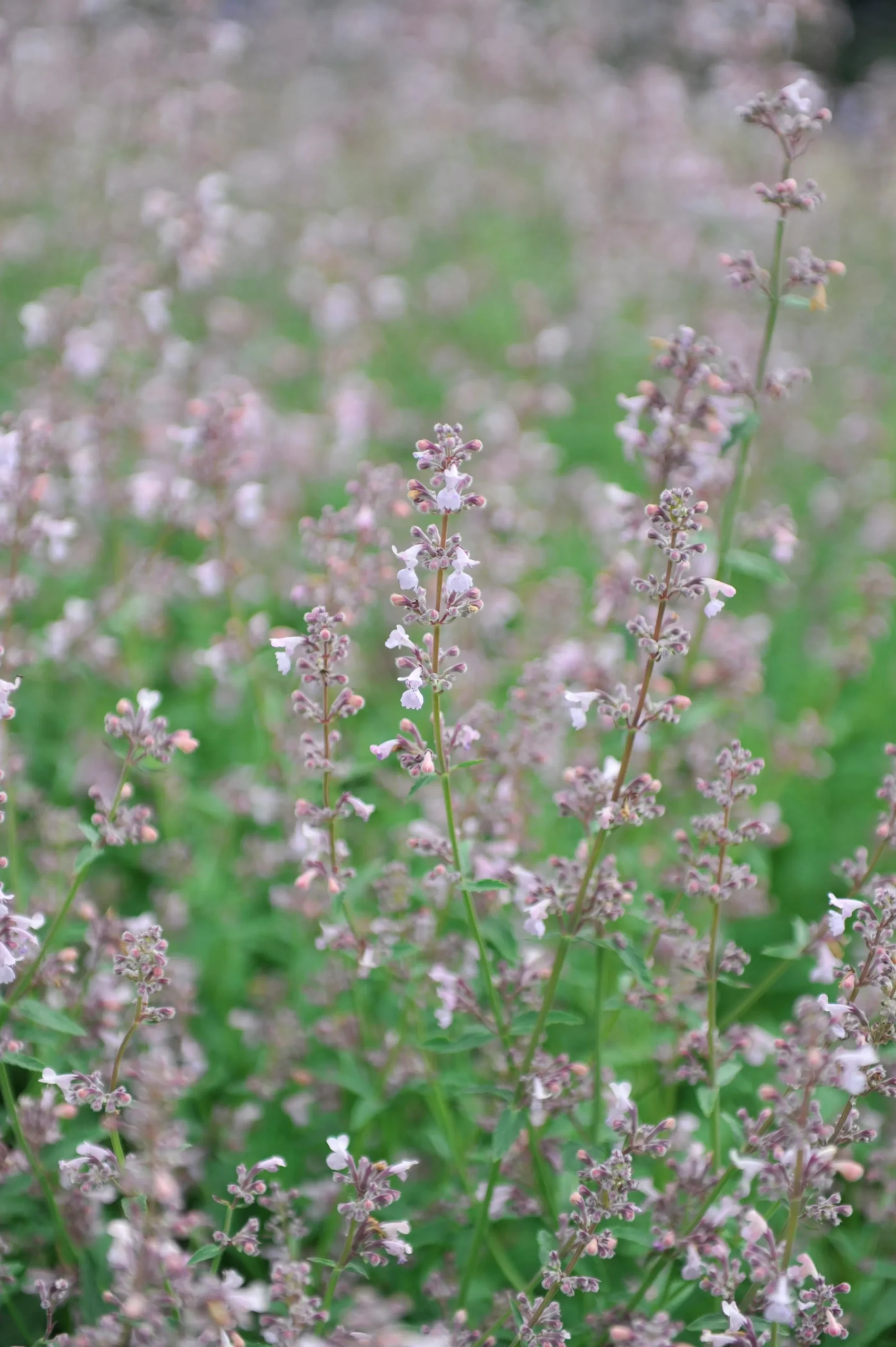 Bergnepeta' Amelia'