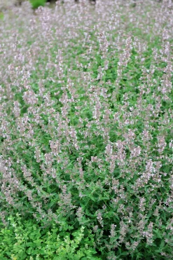 Bergnepeta' Amelia'