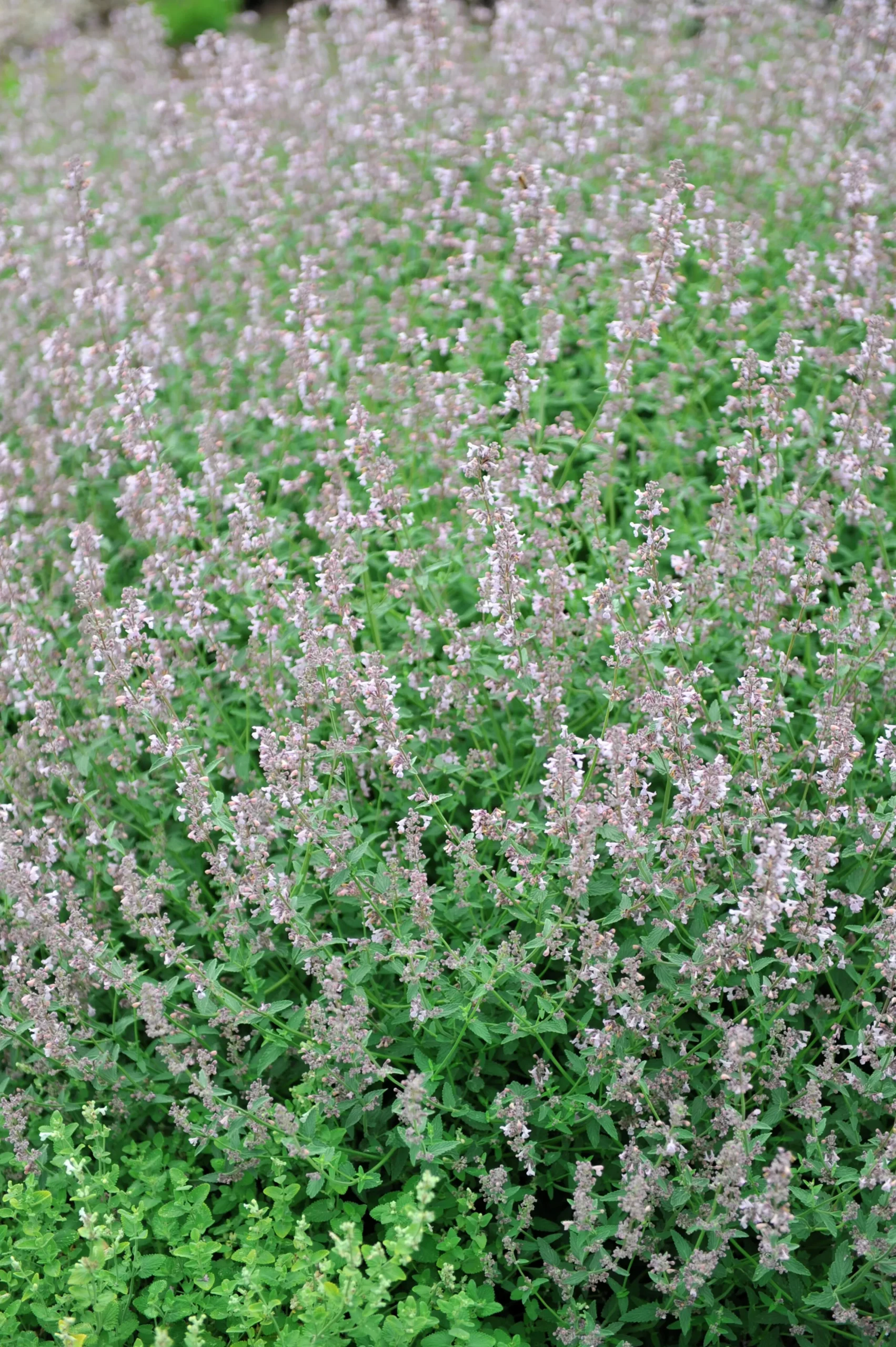 Bergnepeta' Amelia'