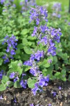 Bergnepeta 'Linghem'