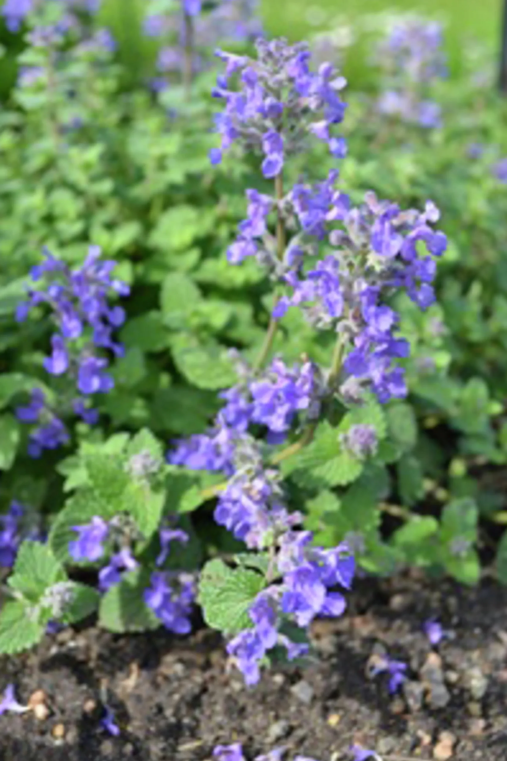 Bergnepeta 'Linghem'