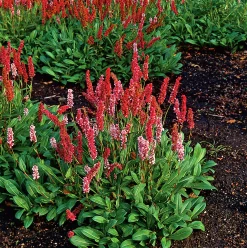 Bergormrot 'Darjeeling Red'