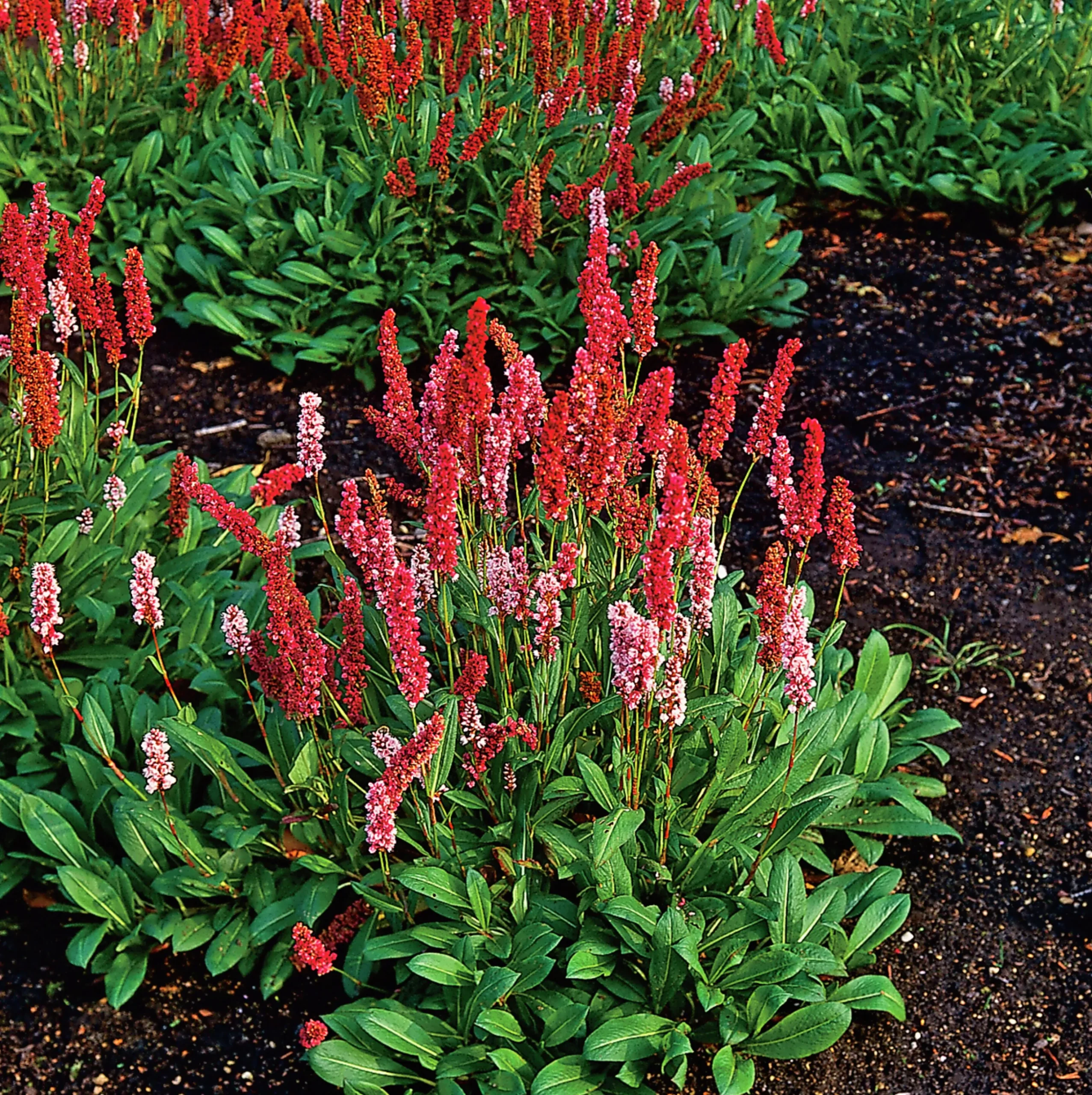 Bergormrot 'Darjeeling Red'