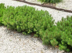 Bergtall Liten 'Pumilio' Krukodlad