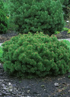 Bergtall Liten 'Pumilio' Krukodlad