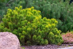 Bergtall Liten 'Pumilio' Krukodlad