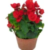 Betuliabegonia lat. Begonia x hiemalis