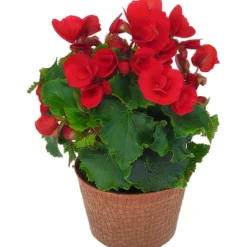 Betuliabegonia lat. Begonia x hiemalis